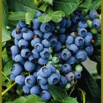 Blueberry Tif Blue