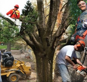 Cover photo for Storm Damage to Trees