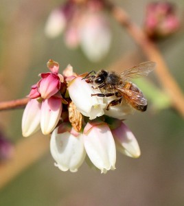 Cover photo for Snapshots From a Local Orchard: Blooms & Pollinators!