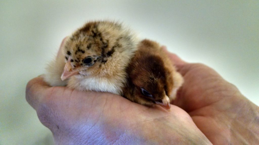 Hands holding two baby chicks