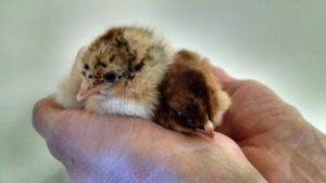 Cover photo for Backyard Chickens Class & Chicken Adoptive Families