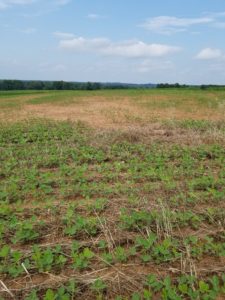 Dried out soil from sunlight compared to soil protected by cover crop.