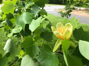 Cover photo for The Mighty Tulip Poplar