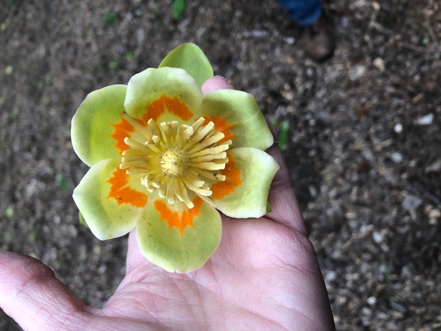 tulip poplar flower