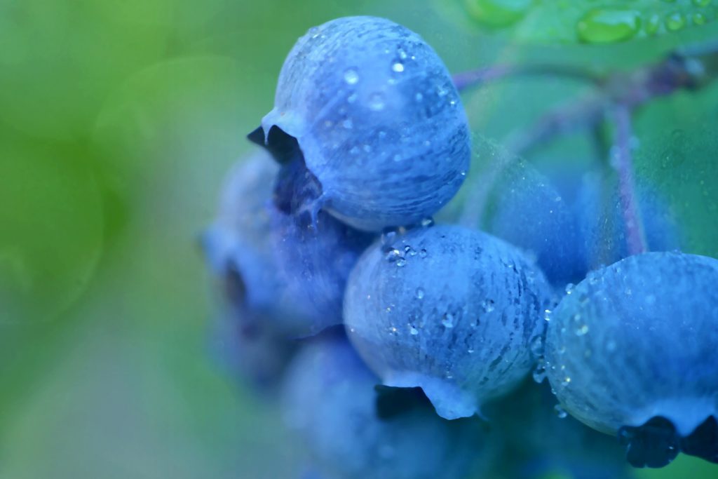 Blueberries