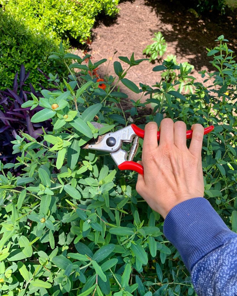 Pruning plants