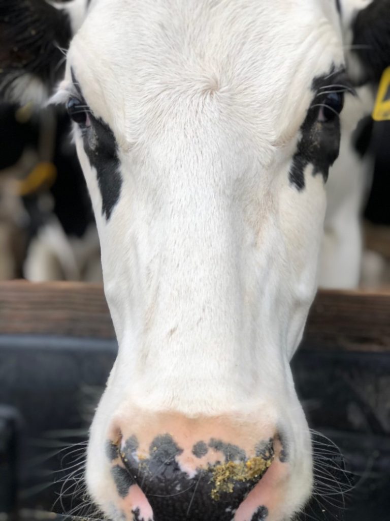 Cow