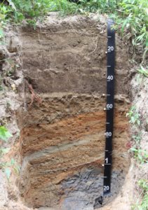 Cover photo for Soil: Life Under Your Feet