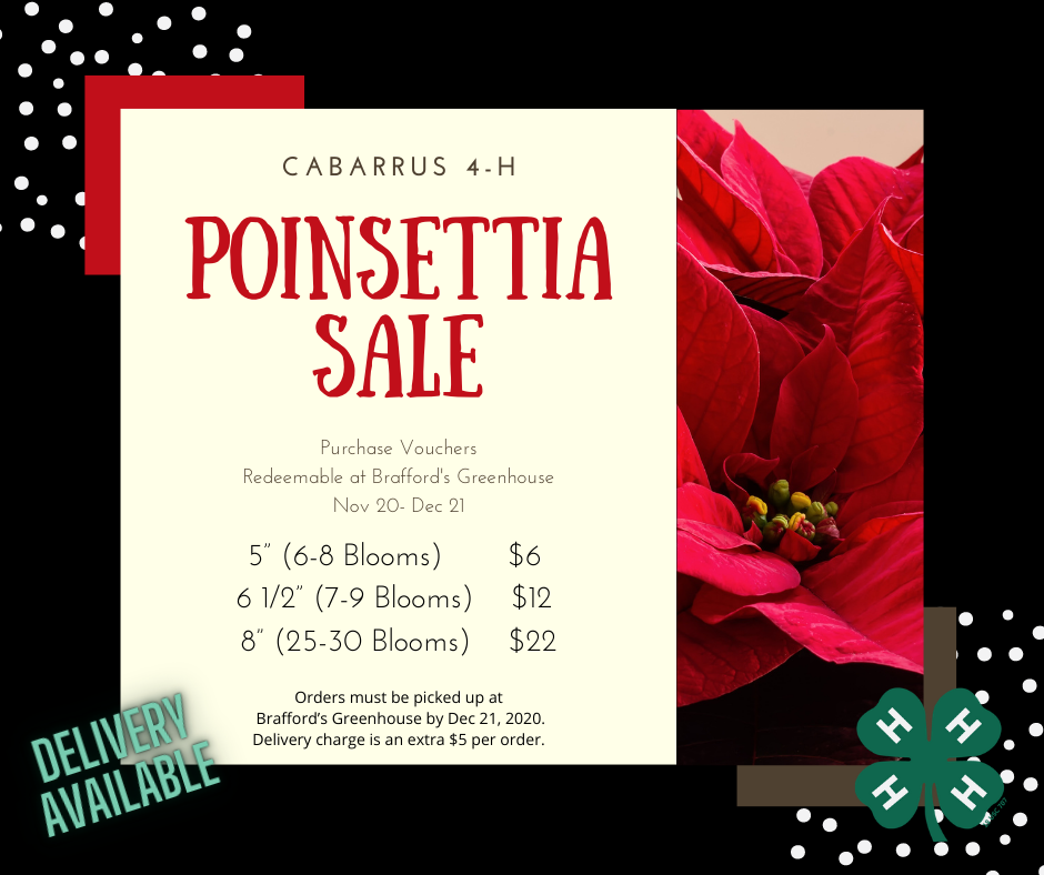 Cabarrus 4-H Poinsettia Sale. Purchase vouchers redeemable at Braffords Greenhouse from November 20 through December 21. 5 inch pots available for six dollars. 6 and a half inch pots for twelve dollars and 8 inch pots for twenty two dollars. Orders must be picked up at Braffords greenhouse by december 21, 2020. Delivery is available for a $5 charge. 