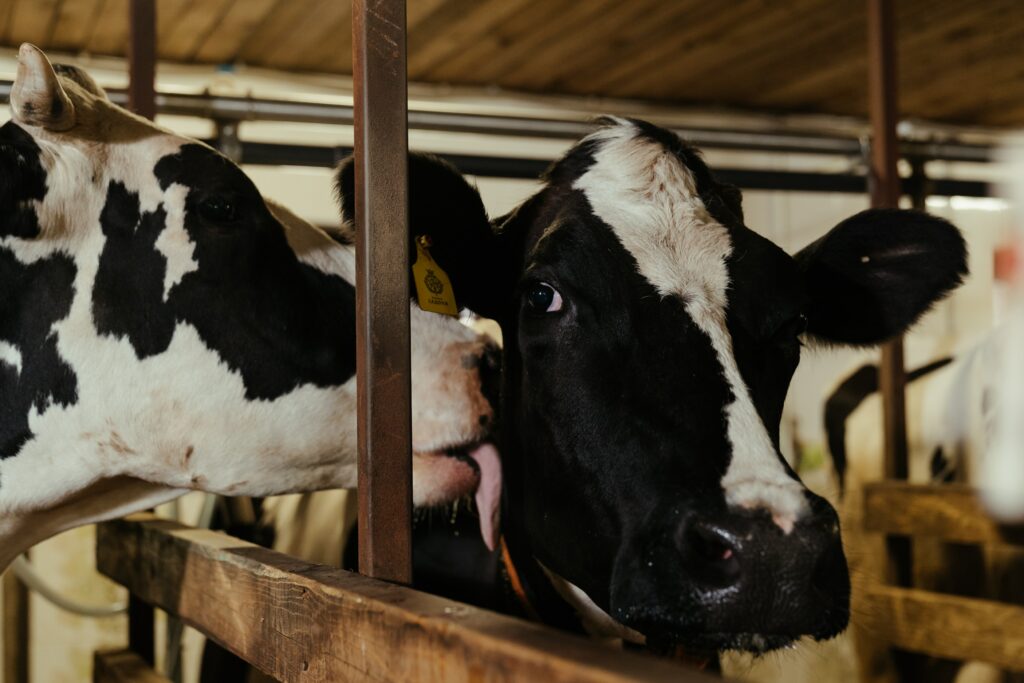 One cow licking another