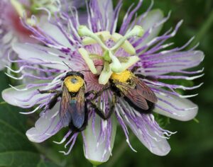 Cover photo for Help NC State University Researchers Study Carpenter Bees