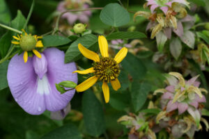 Late summer garden vignette of green-headed coneflower, spurred butterfly pea, and eastern horsemint