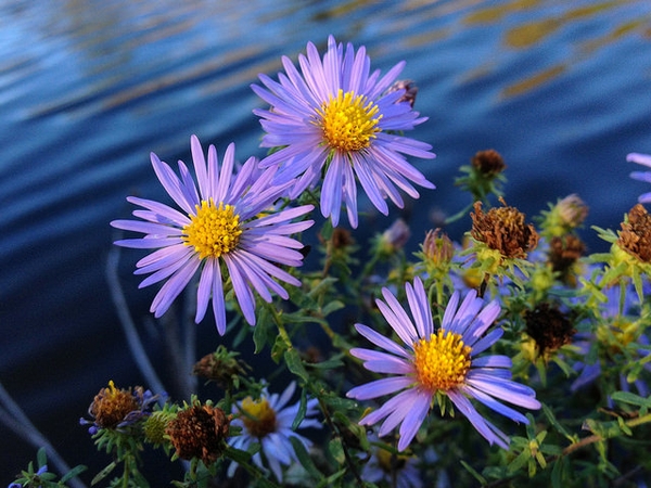 Aster October Sky Picture