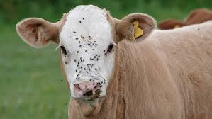 Cover photo for Livestock Fly Control Options