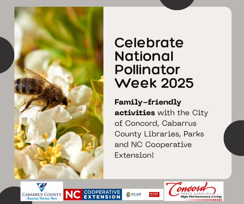 Photo of bee on flower with text celebrate national pollinator week 2025 with these family friendly activities with the City of Concord, Cabarrus County Libraries, Parks and N.C. Cooperative Extension.