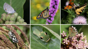 Cover photo for Register Now for Carolina Butterfly Society Symposium